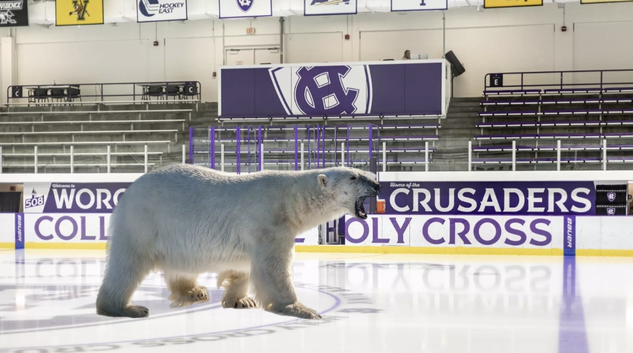 Hockey Recruits Polar Bear