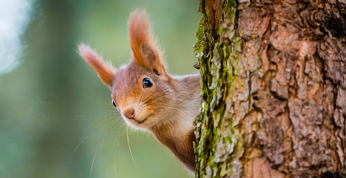 Squirrels Livid As Students Spend More Time Outside
