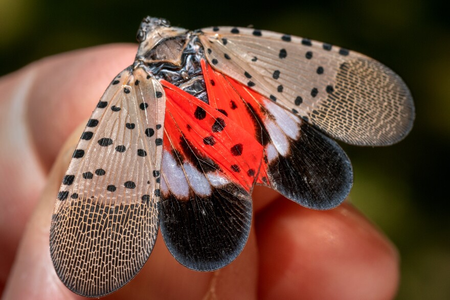 Lanternflies Finally Speak Out: “This Must End”